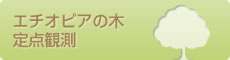 エチオピアの木・定点観測