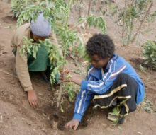 奇跡の木『モリンガ』を植える子供達